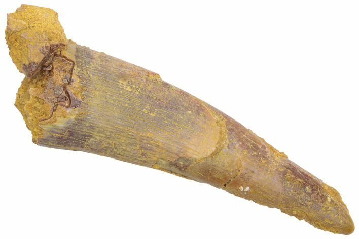 Fossil Pterosaur (Siroccopteryx) Tooth - Morocco #228836